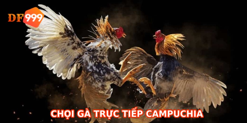 Chọi gà trực tiếp Campuchia là bộ môn giải trí ăn khách xứ chùa Tháp